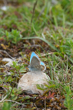 A beautiful Adonis blue butterfly, Lysandra bellargus, resting delicately on a smooth small stone surrounded by fresh green grass in a meadow today