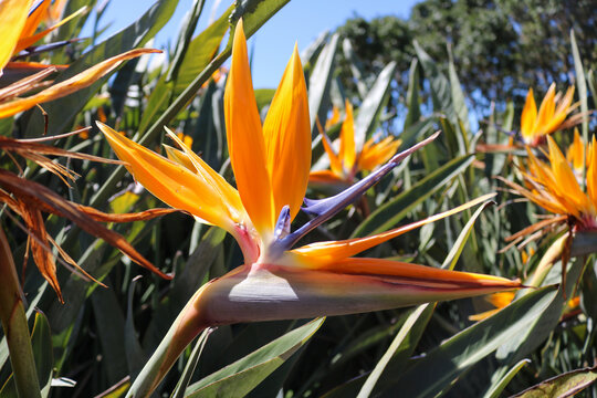 Orange Bird of Paradise Flower in Cape Town