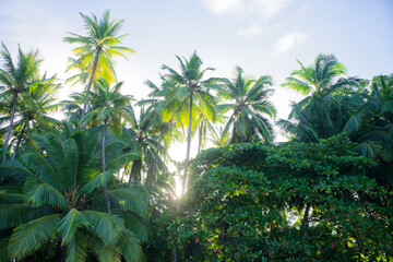 Low angle view of a dense tropical forest with tall coconut palm trees at La Barra Juan beach, Veraguas, Panama. The bright morning sun pierces through the green fronds and foliage. © nic