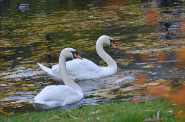 Two white swans (cygnus olor) in the water of an autumn pond with a lot of fallen leaves. Nature, water birds, swans ,fauna , birdwatching ,wildlife protection. © Mariana