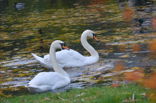 Two white swans (cygnus olor) in the water of an autumn pond with a lot of fallen leaves. Nature, water birds, swans ,fauna , birdwatching ,wildlife protection.