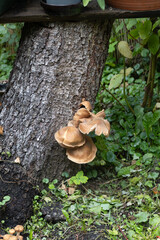 magical forest floor Jurmala, Latvia  © David