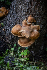magical forest floor Jurmala, Latvia  © David