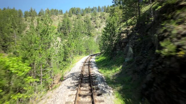 Railway Tracks Winding Through Pine Forest