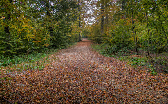 Forest path covered with fallen beech leaves through an autumn woodland in Kartepe, Kocaeli, Turkey, near Sapanca