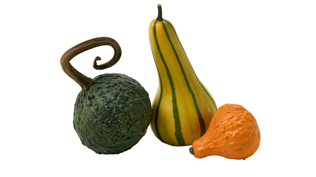 Isolated three colorful autumn decorative gourds, various shapes and textures, natural seasonal decor
