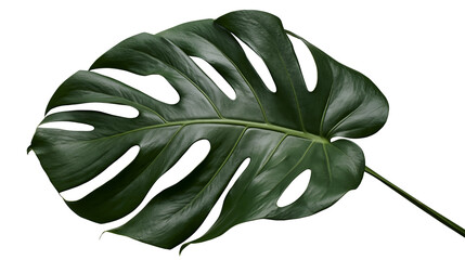 Isolated vibrant green tropical Monstera leaf, exotic houseplant foliage texture close-up. © Andrei