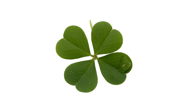 Isolated four leaf clover symbol of good luck and fortune in vibrant green color