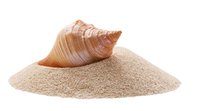 Isolated conch seashell partially buried in a pile of golden beach sand for summer decoration.