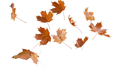 Isolated many autumn maple leaves falling, vibrant orange and brown autumn foliage elements © Andrei
