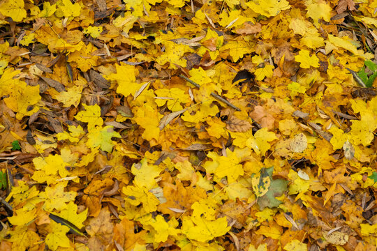 Yellow maple leaves cover the ground in a forest during autumn