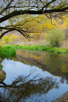 Reflection of trees in calm water with green grass and autumn colors in a quiet landscape by the river