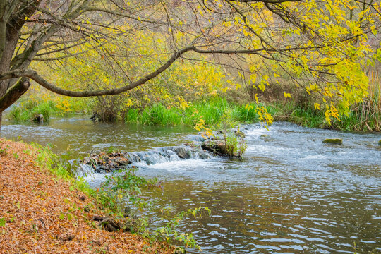 River flowing through trees with yellow leaves in a wooded area during autumn