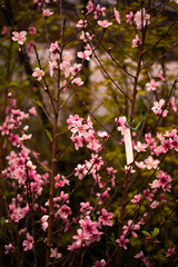 Sakura cherry blossoms with a bee pollinating pink flowers © renadg2