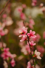 Sakura cherry blossoms with a bee pollinating pink flowers © renadg2