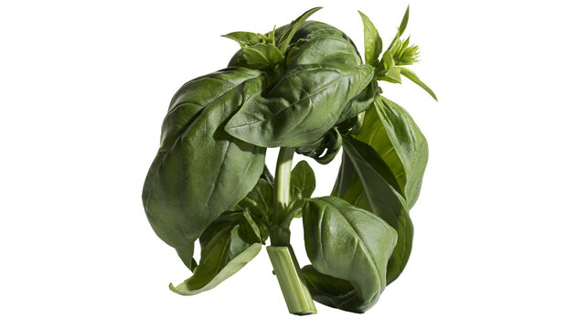 Isolated fresh vibrant green basil herb bunch with aromatic leaves, natural organic ingredient.