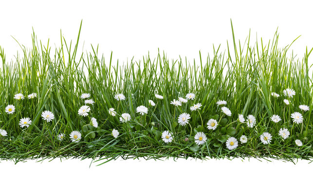 Isolated vibrant green grass border with delicate white daisy flowers blooming naturally