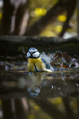 Blue tit bathing © Valentin