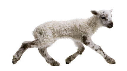 Isolated adorable newborn lamb with curly fleece joyfully running and leaping, dynamic pose © Francisco