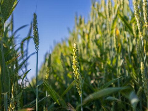 Tall wheat plants stand in a field with many stalks reaching up. The bright sun shines down on the green plants creating a natural scene