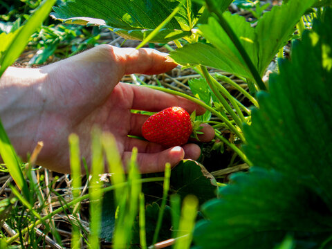 A hand reaches for a ripe strawberry growing among green leaves in a garden. Sunlight shines down on the scene, highlighting the fresh fruit and plants