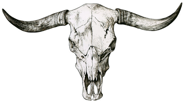 Isolated artistic rendering of a detailed steer skull with long horns, bold Western design