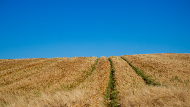 A large wheat field is seen during the day with bright sunlight shining. The field has distinct lines where crops grow, reaching toward a blue sky