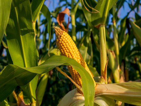 Tall green corn plants fill the field under a clear blue sky. A ripe ear of corn stands out, surrounded by green leaves. The scene shows the natural growth of crops