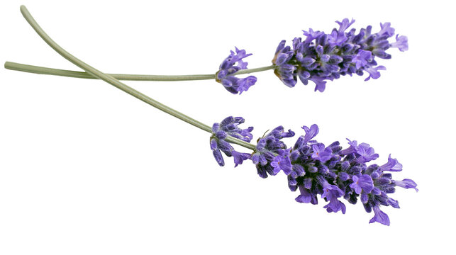 Isolated fresh purple lavender flowers sprigs, natural aromatherapy plant, herbal ingredient