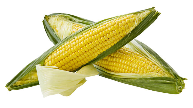 Isolated fresh sweet corn on the cob, partially husked, showcasing healthy raw vegetable food