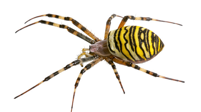 Isolated Wasp spider, Argiope bruennichi, with yellow and black striped abdomen and long legs