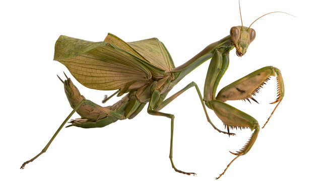 Isolated large green praying mantis with prominent eyes and spread wings looking directly