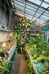 Woman greenhouse worker inspecting large philodendron plant foliage growing on wall in orangery, professional female plant nursery caretaker checking ill leaves for signs of disease due to sunburn. © DimaBerlin