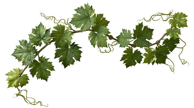Isolated lush green grape vine branch with textured leaves and intricate tendrils, summer foliage.