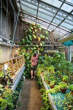 Woman greenhouse worker inspecting large philodendron plant foliage growing on wall in orangery, professional female plant nursery caretaker checking ill leaves for signs of disease due to sunburn.