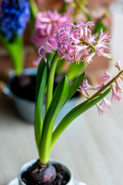 Do it yourself handmade cute present for Woman's or Mother's Day, 8th of March, birthday. Kid planted bulbous pink hyacinth in a white cup. Spring gardening concept, diy, houseplants