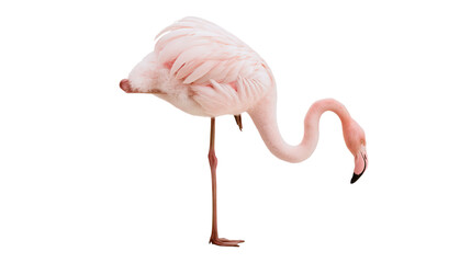 Isolated elegant pink flamingo bird standing on one leg with its head gently dipped. © Cian