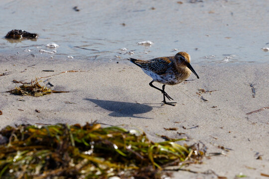 Dunlin Shorebird Searching for Food on a Sandy Beach Shoreline