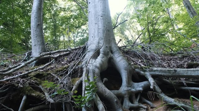 Large exposed tree roots spreading across a forest slope