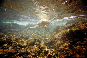 Green sea turtle swimming underwater near the coast of Hawaii © willtu