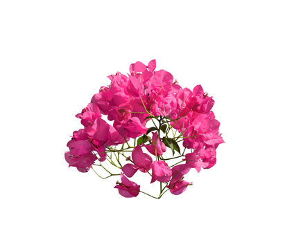 Close-up of vibrant pink bougainvillea flower cluster isolated on transparent background