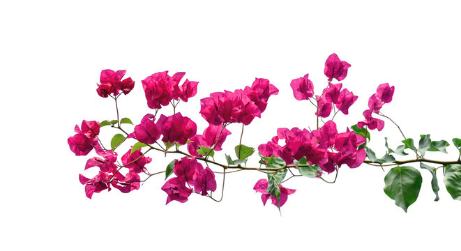 Long horizontal branch of vibrant pink bougainvillea flowers and green leaves, isolated on transparent background