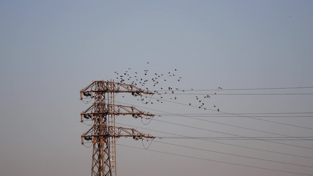 日本の田舎の高圧送電塔にいるたくさんの野鳥の風景