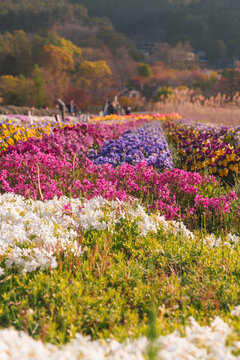 Flower lined walkway through Oishi Park Lake Kawaguchiko in Japan