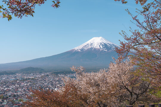 Famous Mt. Fuji with cherry blossoms in the spring, Japan