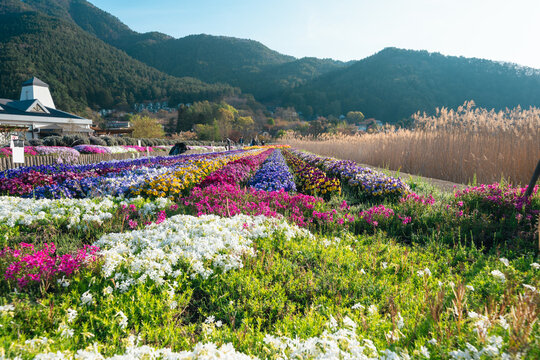 Flower lined garden through Oishi Park Lake Kawaguchiko in Japan