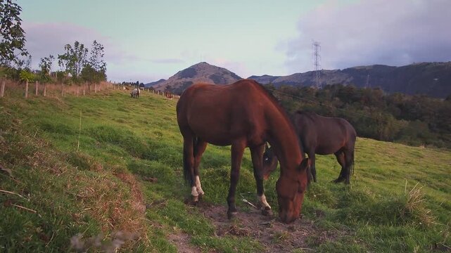 Brown horses grazing on green hillside pasture near Bosques de la CHEC forest reserve, Caldas, Colombia, rural Andean countryside with mountains and fence, Cordillera Central, 4K video