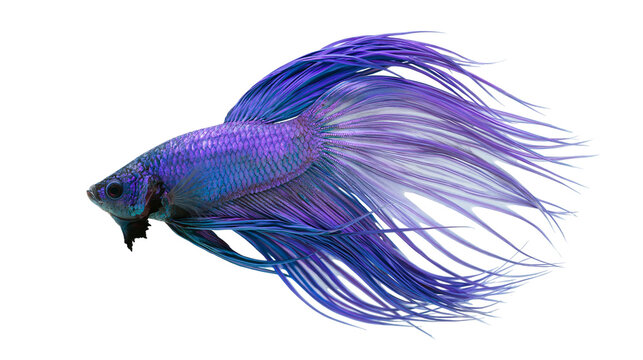 Isolated vibrant purple and blue Siamese fighting fish with elegant flowing fins in profile