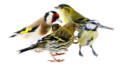 Isolated group of colorful songbirds, including goldfinch, siskin, and blue tit, in studio shot © Oisin