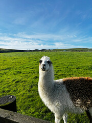 White alpaca stands in vibrant green pasture under clear blue sky. Animal looks directly at camera with calm, curious expression. Wooden fence edge visible in foreground. Ideal for agriculture, © mark_gusev